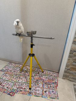 bird stand