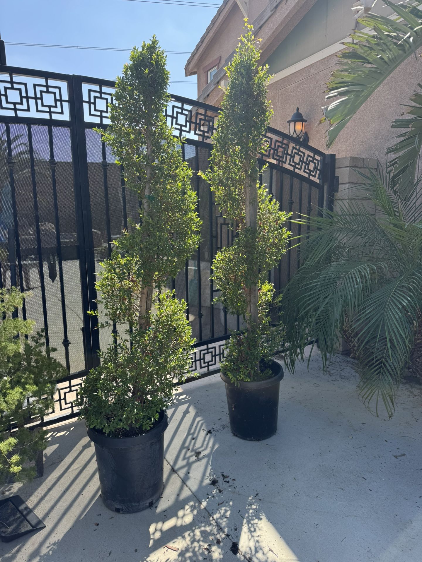 Spiral Eugenia Trees.