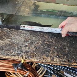 Pawn scum eaters Quinns Fin Dojo Loach