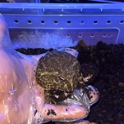 PAC MAN FROG * FAKE NOT REAL*