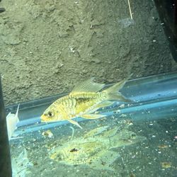 Authentic FISH Tank For SALE
