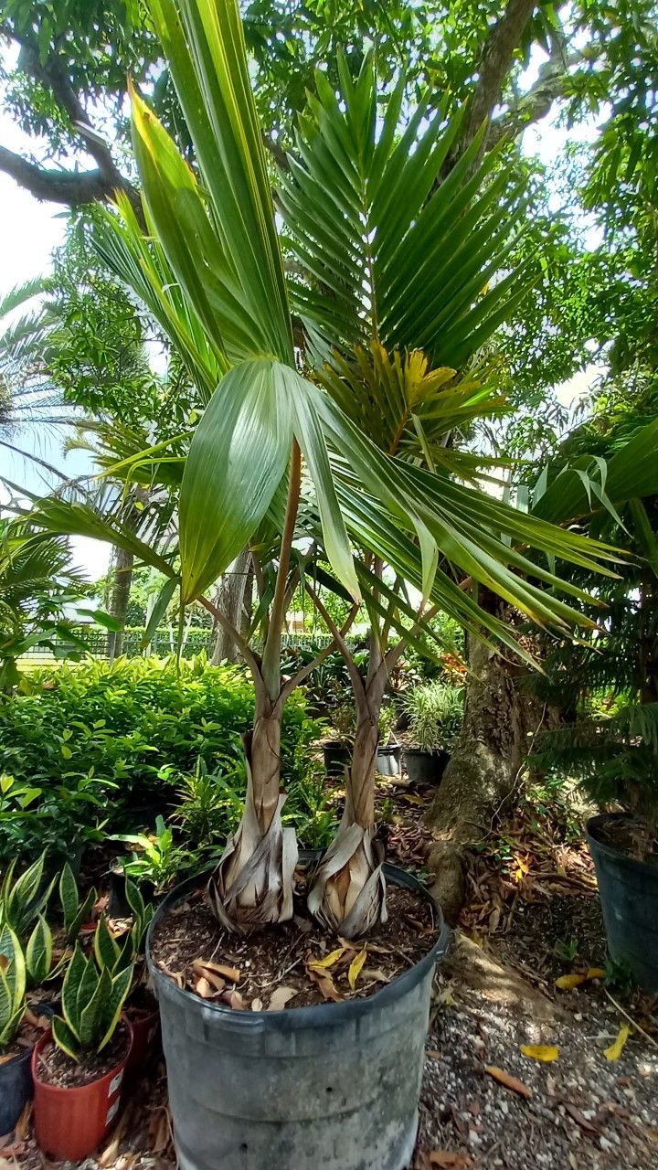 🍀🌴Bottle Palm $350.00