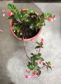 Flowers decorative green and pink in pot