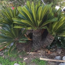 Sago Palm