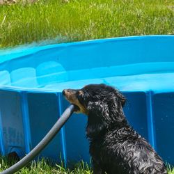 Doggie Pool
