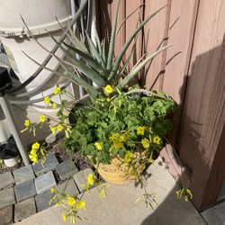 Big Pot With Aloe