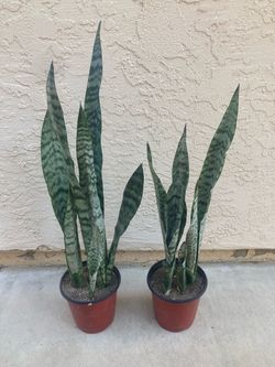 Sansevieria Trifasciata Green Snake Plants in 6” Pot