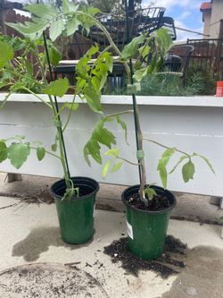 Organic heirloom tomato plants buy one get one 50% Off !!!