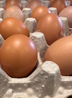 Fresh Eggs