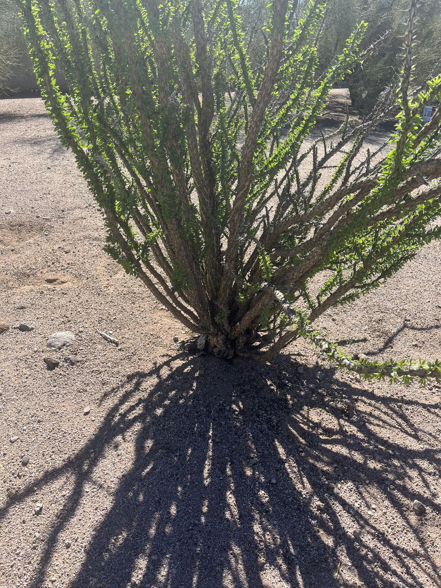 Ocotillo Fouquieria Splendens