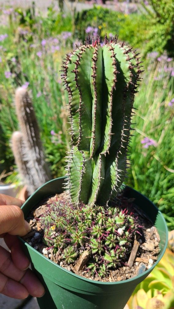 Moving Sale Want To Sell My Plants