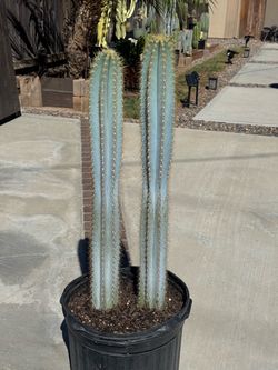 Cactus Plant (Blue Torch)
