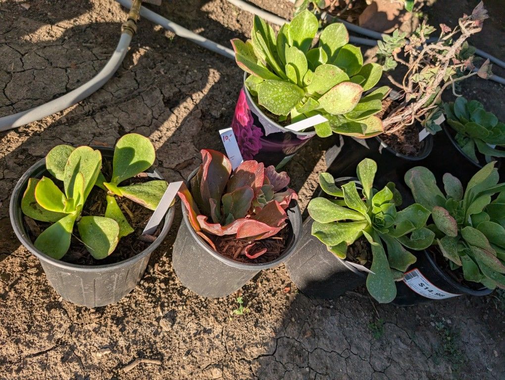 Plants, Succulents