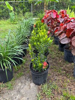 Ixora 3 gal