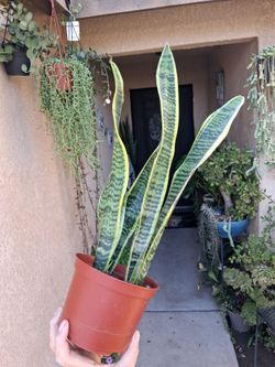 Sensaveria Laurentii "Snake " Plant $20