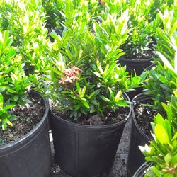 Ixora Plant 