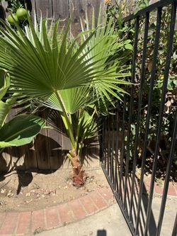 Fan Palm