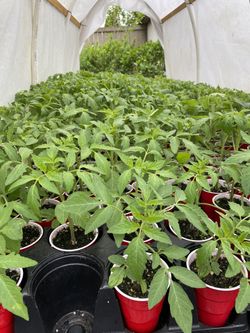 Tomato Plants