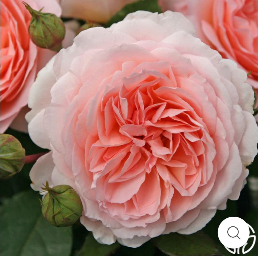 Bliss Parfuma Rose Plant In 1 Gallon Pot. Pick Up In Millbrae