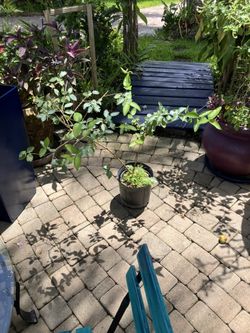 25” Sweet Almond Bush, Fragrant