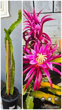 Purple Dragon Fruit Plant 4ft High