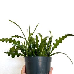 Fishbone Cactus – Easy & Unique