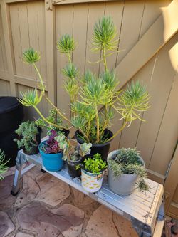 Seven FREE Plants
