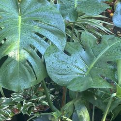Young Monstera Plants Average height 20 Inch.