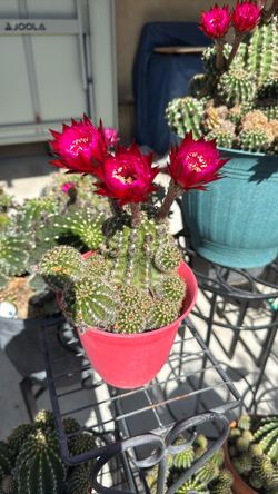 Cactus
