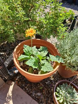 Large clay pot with plant