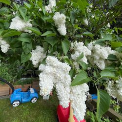 I Don't Know What Color It Is, LILAC  White Or Light Purple , Colors Got Mixed In The Pots, Beautiful Perennial Bush.please See All Pics.