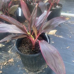 Cordyline 3 Sisters
