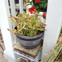 Plants 