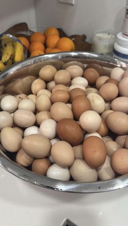 Fresh Organic Eggs, Farm Raised Miami