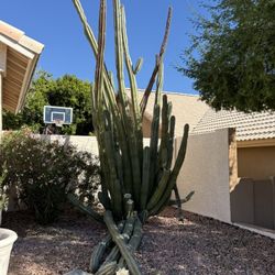 Cactus  For Sale