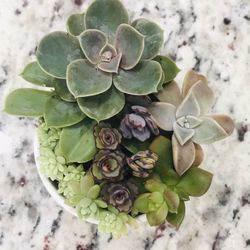 Real Succulent Variety Home Decor Plant Flower Planter Gift