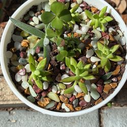 Porcelain Pedestal Planter With Multiple succulents 