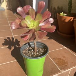 Purple Aeonium Succulent
