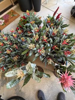 Bromeliads
