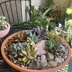 Succulent Arrangement 