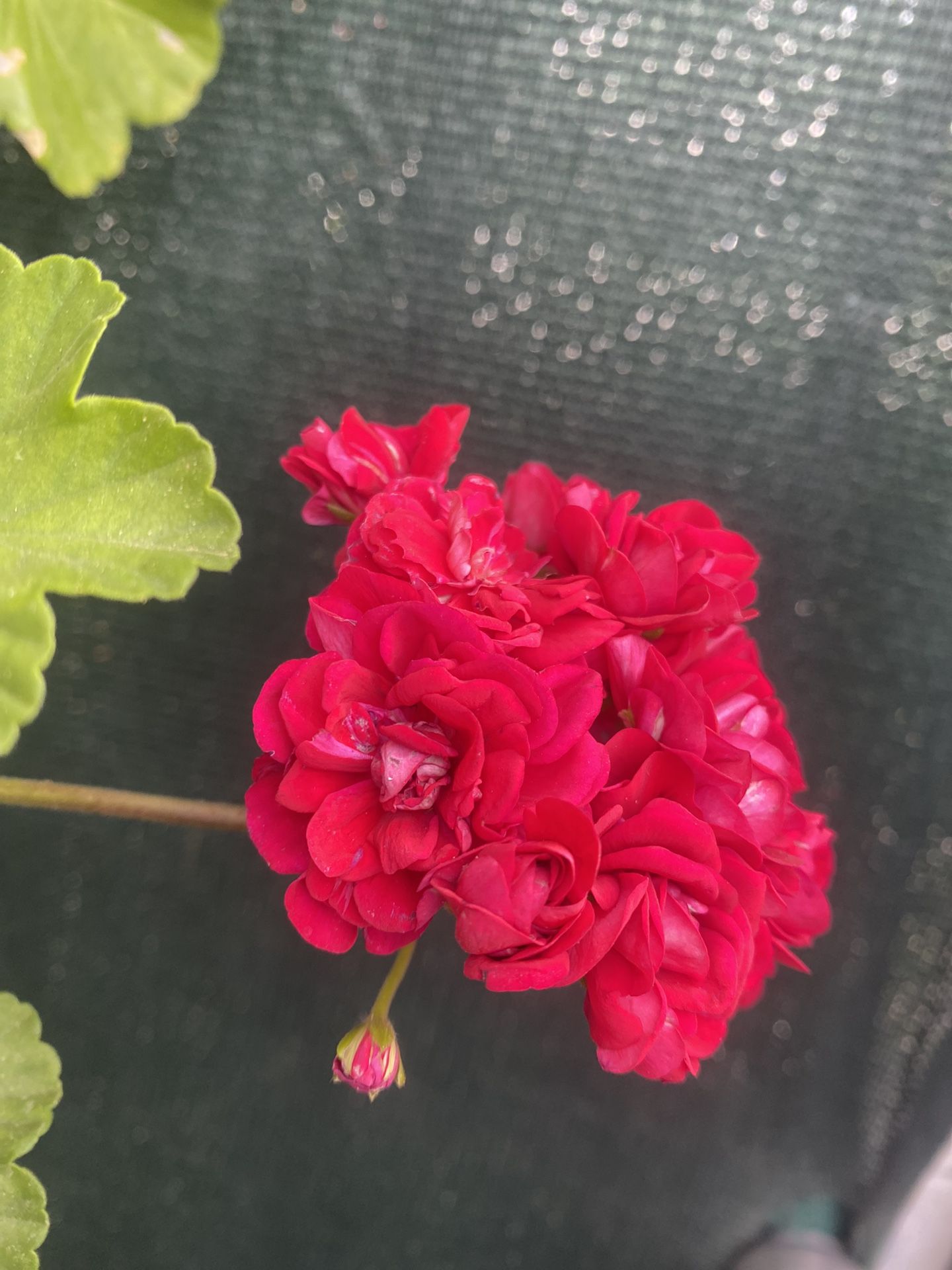 Geranium Korean Exotic Plant, Very Beautiful And Rare Flowers In 1 Gallon Pot