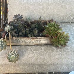Succulent Assortment