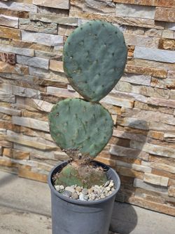 Planta de Nopal ( Cactus Plant)