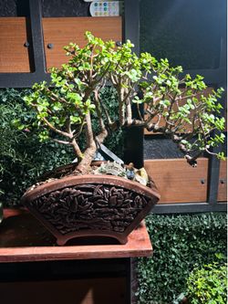 Bonsa jade