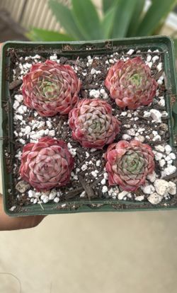 Echeveria Helena 