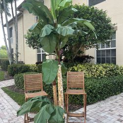 Large Silk Banana Tree