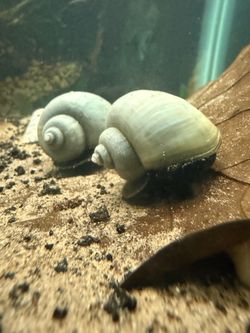 Aquarium decoration