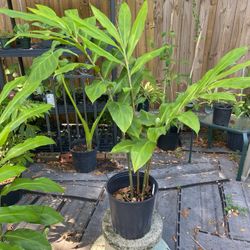 Shampoo Ginger 38” In Bloom!’