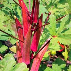 Passion Fruit Starter Tree In 1 Gallon Pot Passion Vine Free Red Okra Seedling Plant