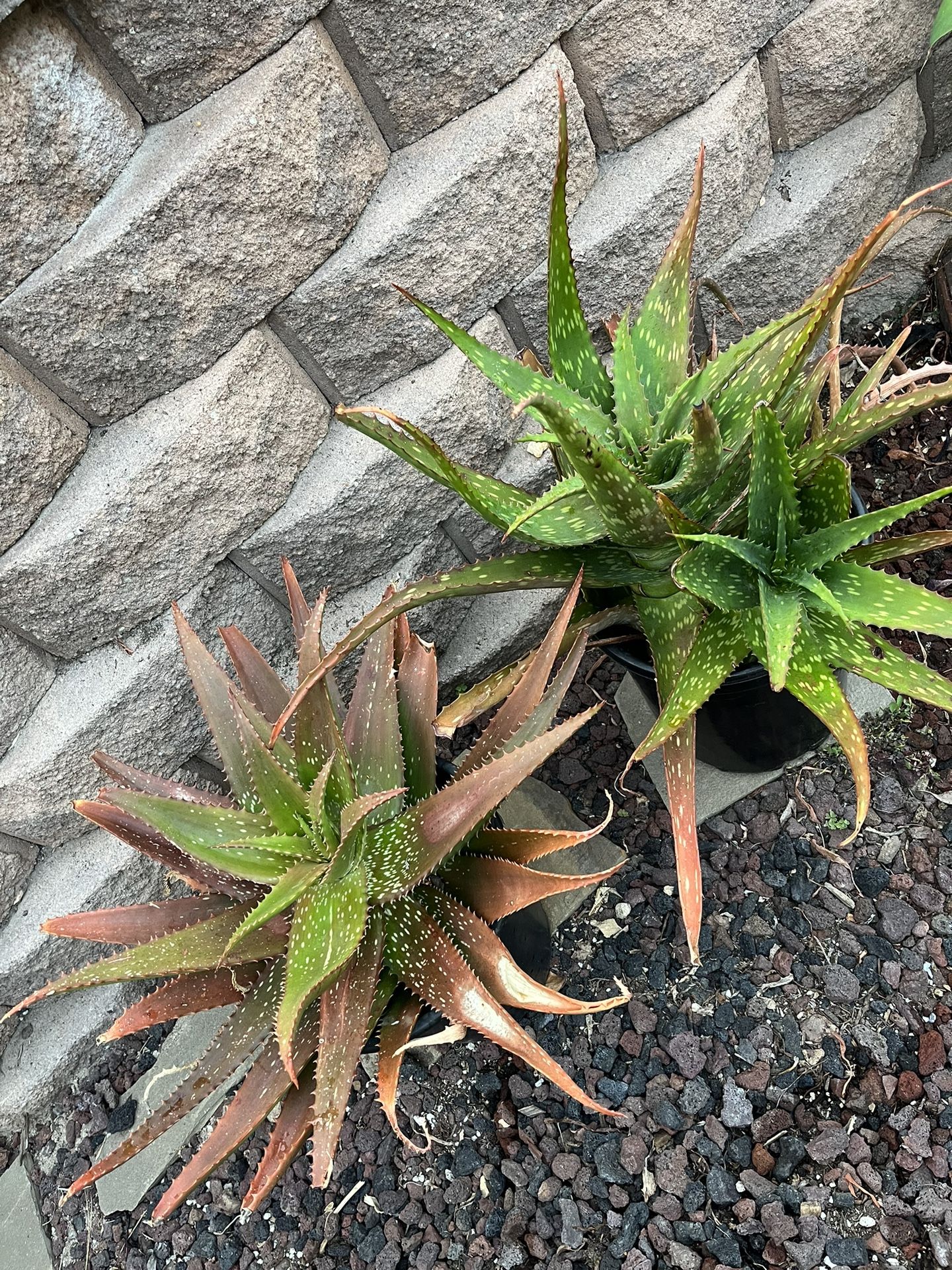 Big Aloe “Cynthia Giddy” Succulent!